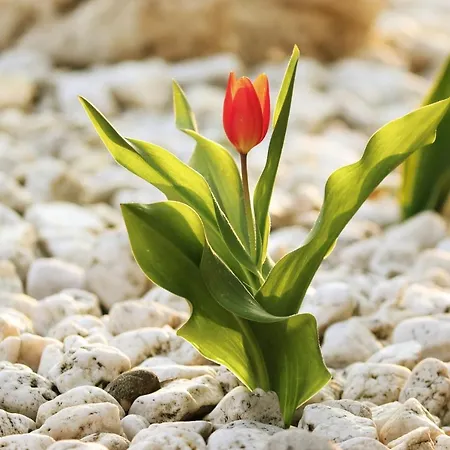 Olivar De Castilla - Sun&colors Segovia