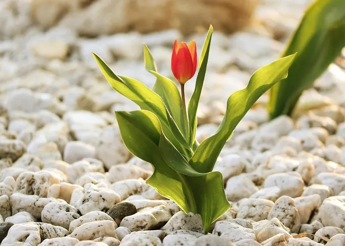 Olivar De Castilla - Sun&colors 塞哥维亚